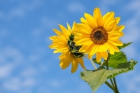 sunflower 4298808 340
